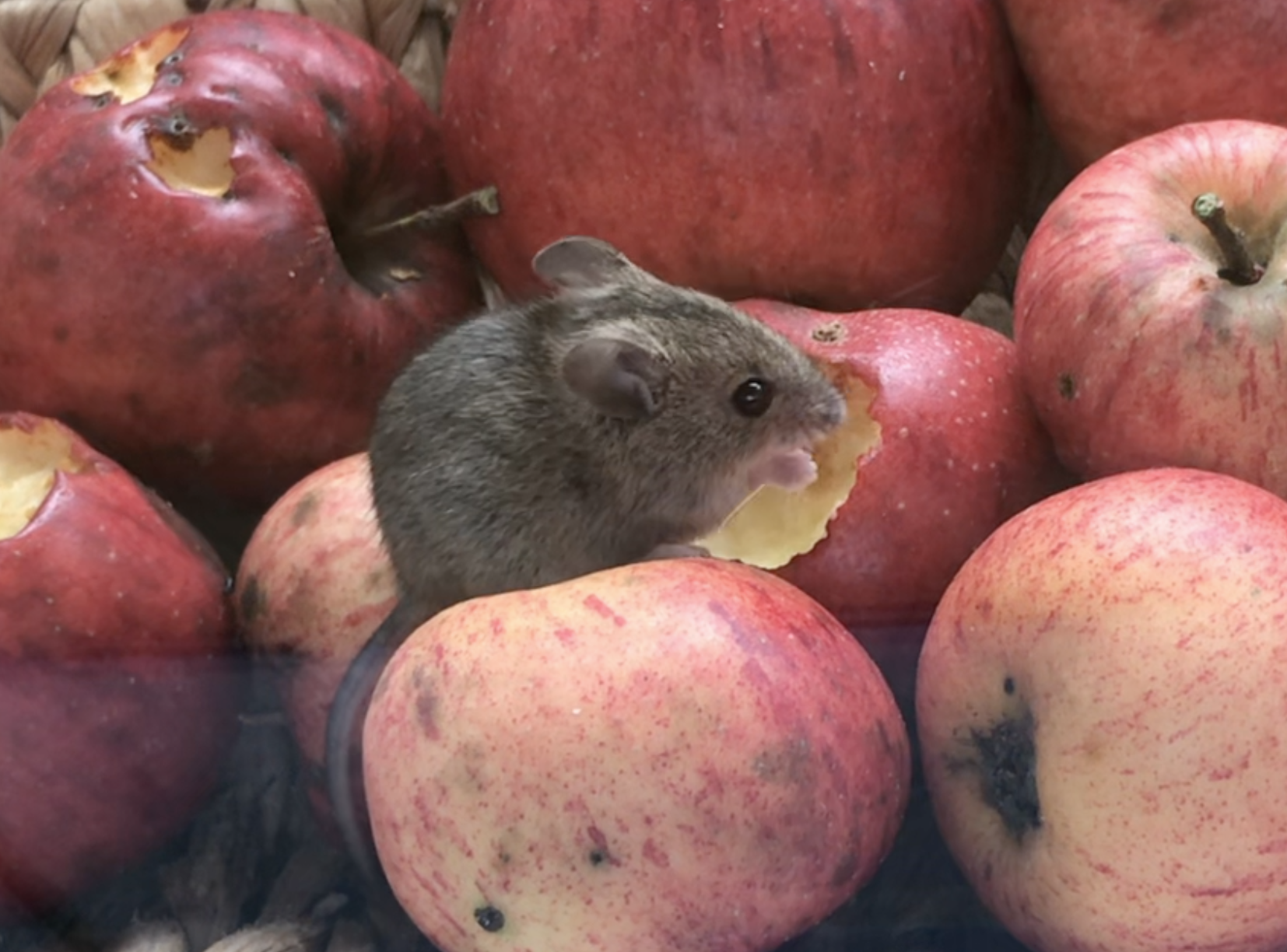 Noch einmal der Korb mit Äpfeln, diesmal mit einer Maus die eine Apfel gerade annagt.