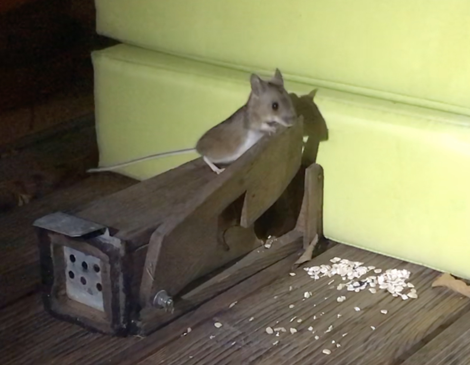 Nachtaufnahme: Maus sitz auf quaderförmiger, hölzerner noch scharfer Lebendfalle.